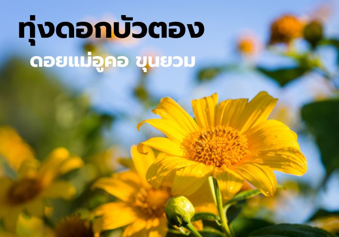 ไหว้พระ 6วัด เมืองน่าน
