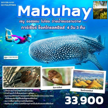 ทัวร์ฟิลิปปินส์ APR50-01 Philippines Mabuhay ว่ายน้ำกับฉลามวาฬ ชมทาร์เซียร์ ช็อคโกแลตฮิลส์ (200369)